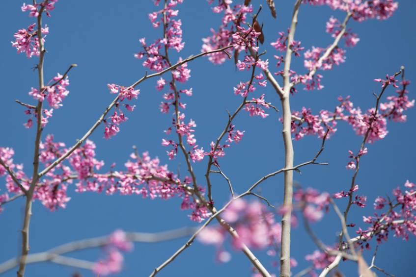 pink flowers around campus